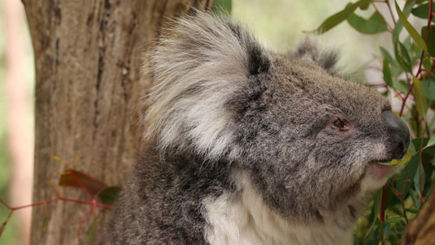 australien
