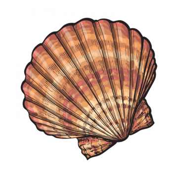 scallops