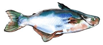 pangassianodon